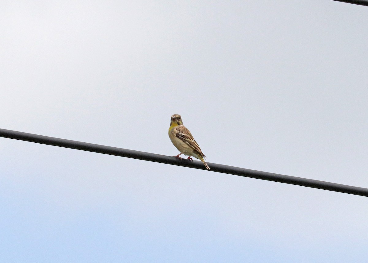 Lemon-breasted Seedeater - ML629533511