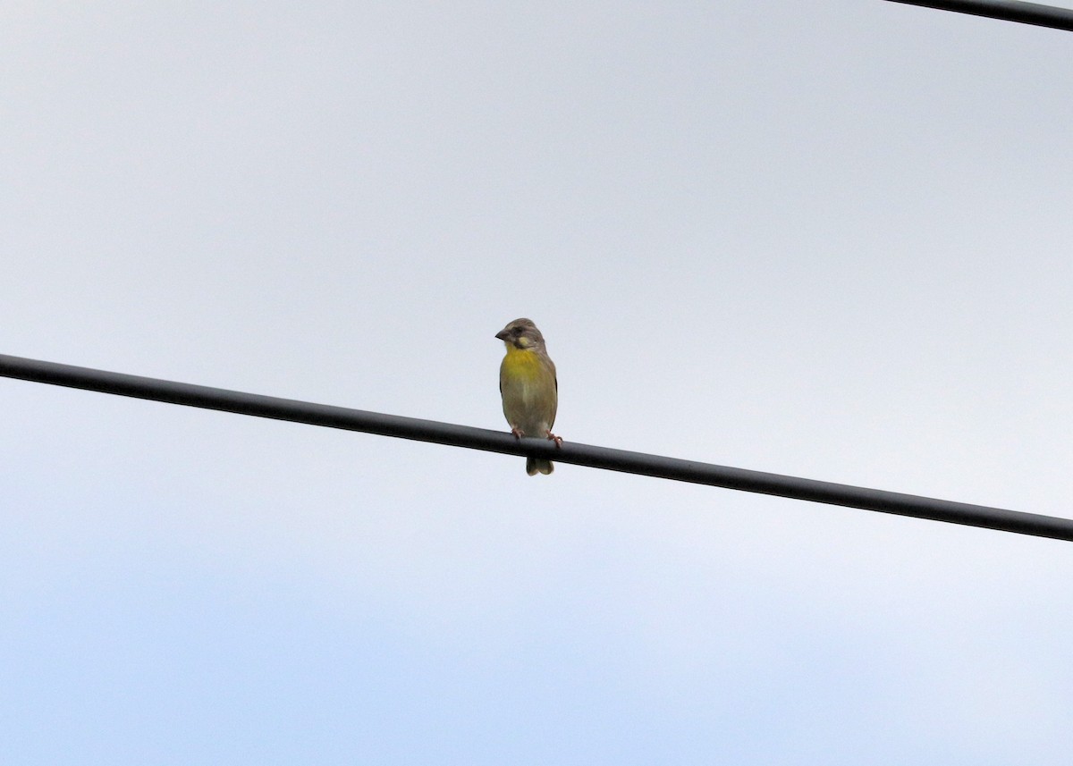 Lemon-breasted Seedeater - ML629533512