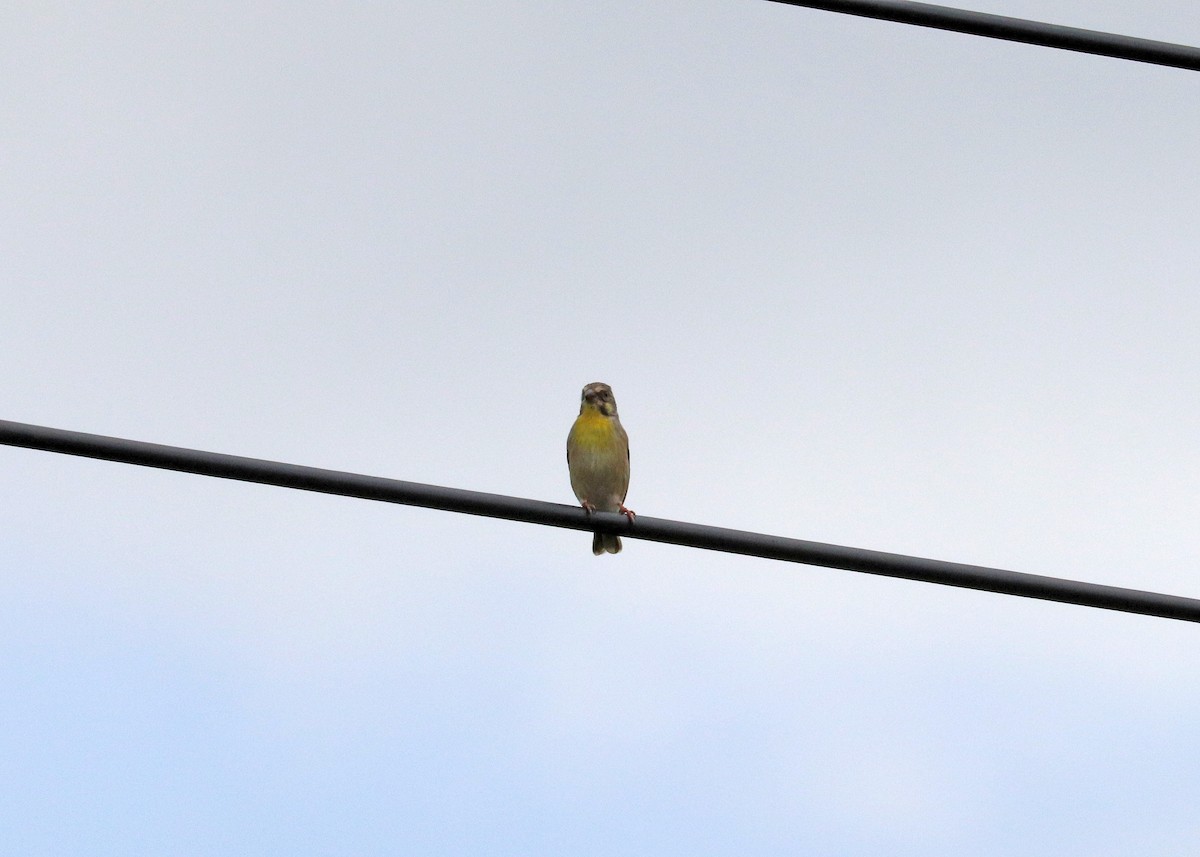 Lemon-breasted Seedeater - ML629533513