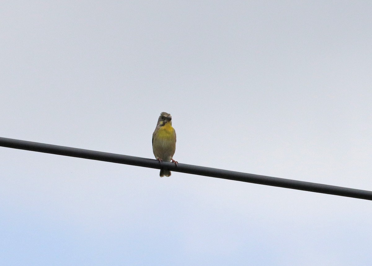 Lemon-breasted Seedeater - ML629533514