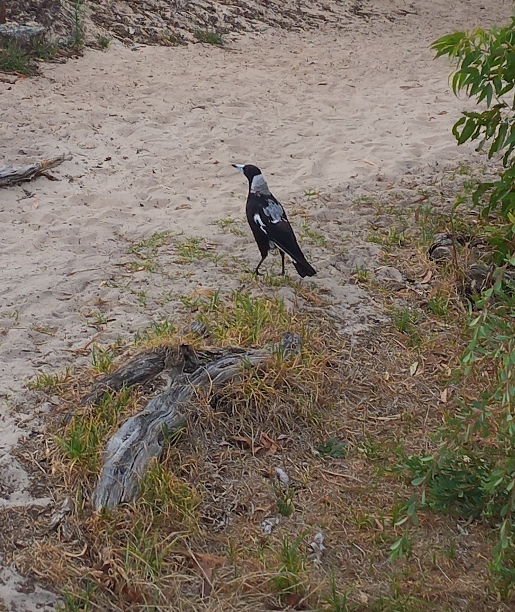 Australian Magpie (Black-backed x White-backed) - ML629533594