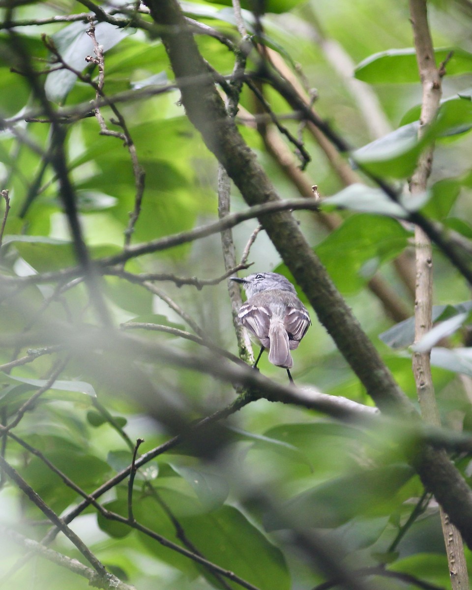 White-crested Tyrannulet (Sulphur-bellied) - ML629533654