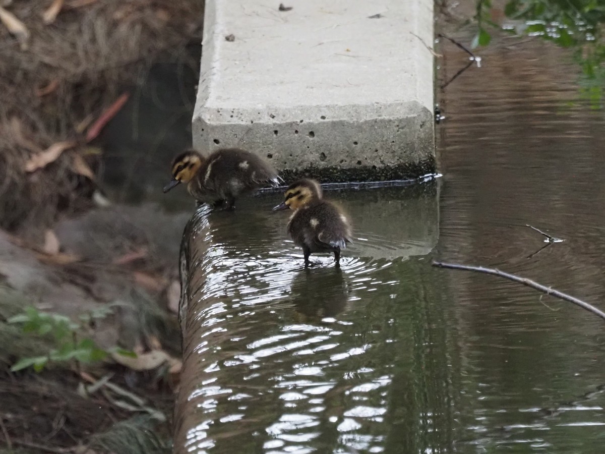 Pacific Black Duck - ML629533707