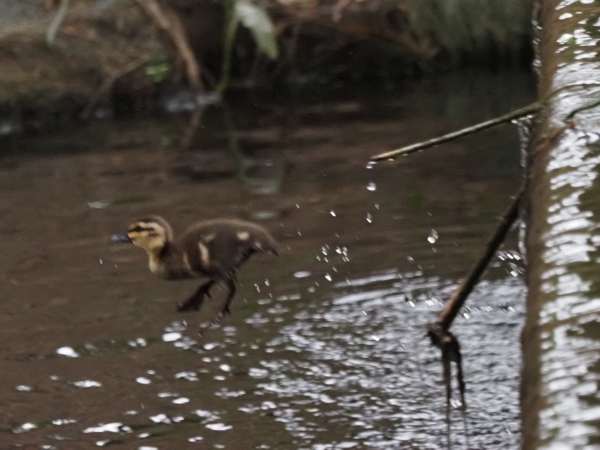 Pacific Black Duck - ML629533711