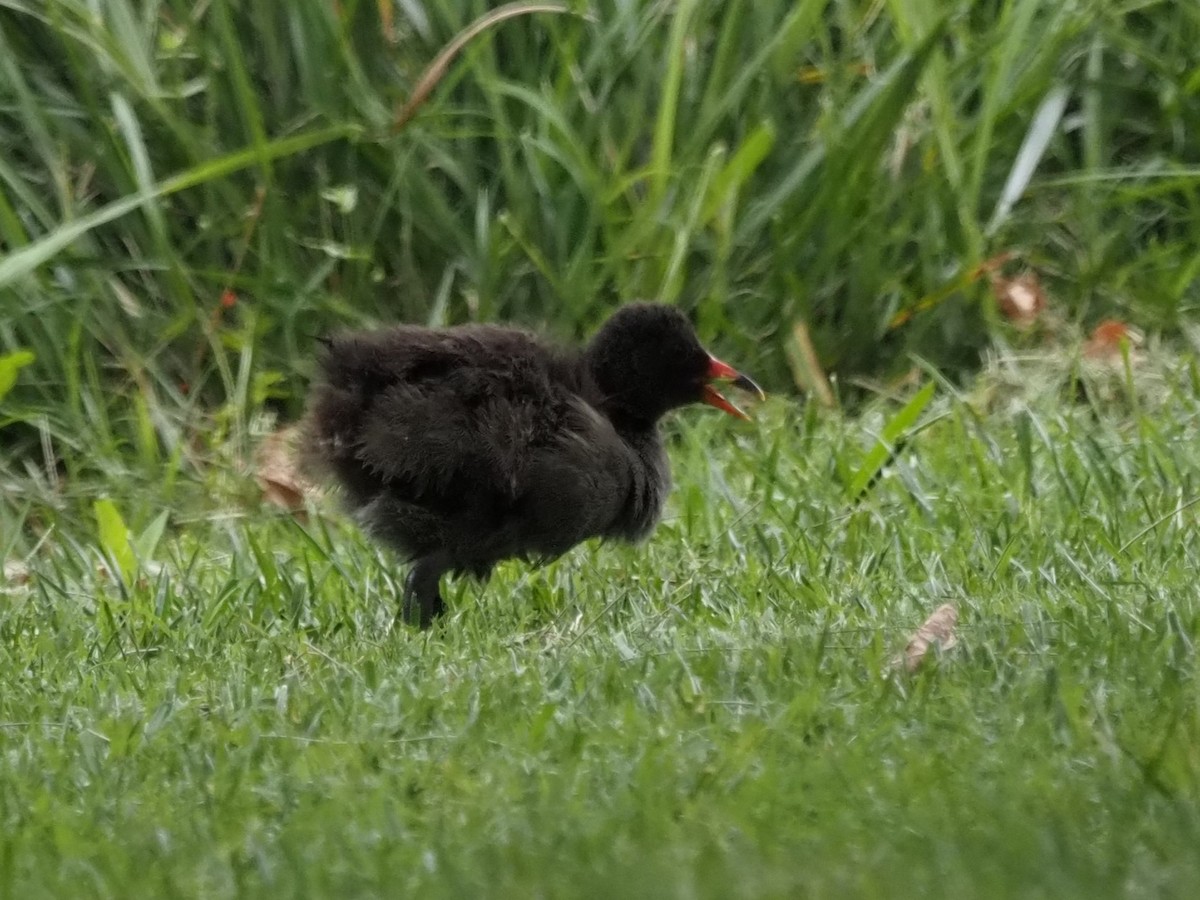 Dusky Moorhen - ML629533718