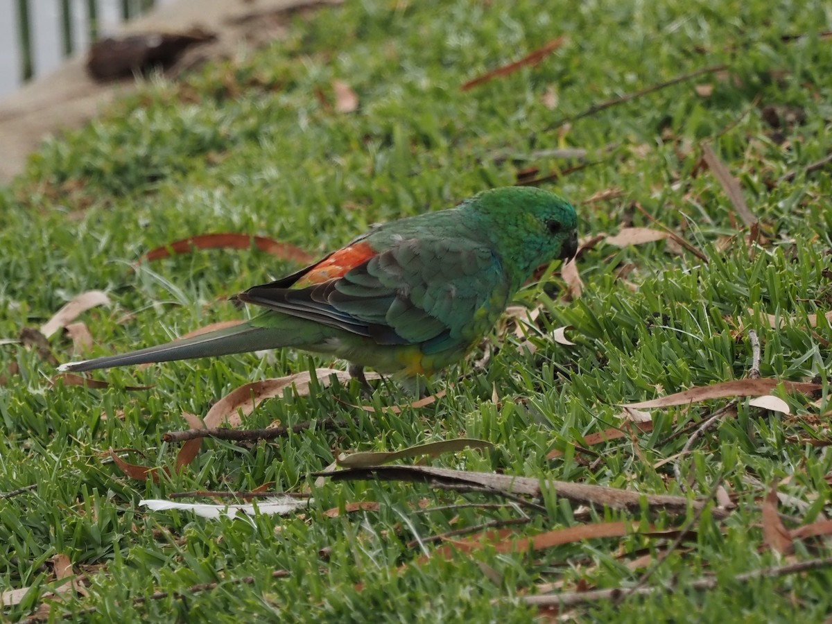 Red-rumped Parrot - ML629533743