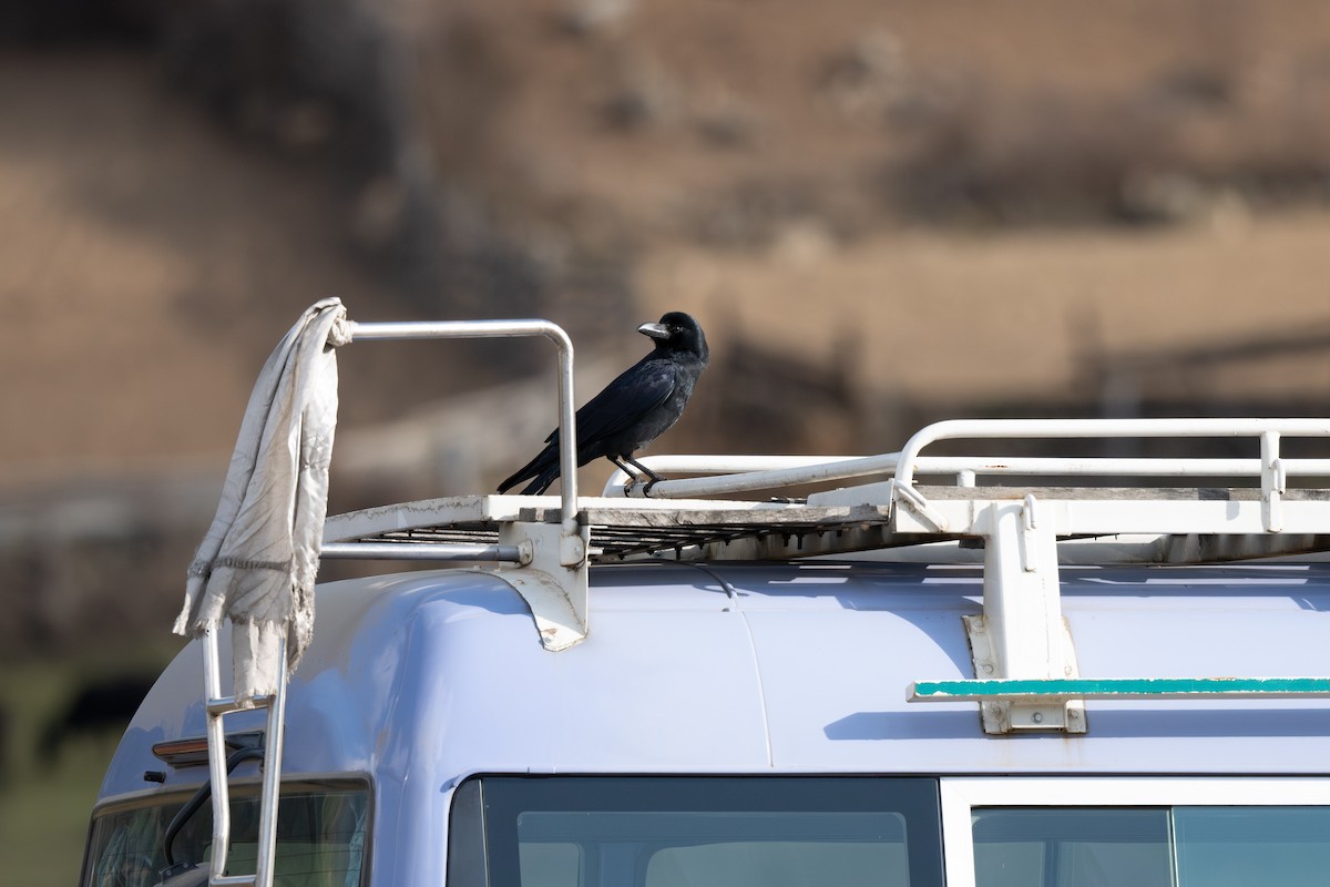 Large-billed Crow - ML629533957