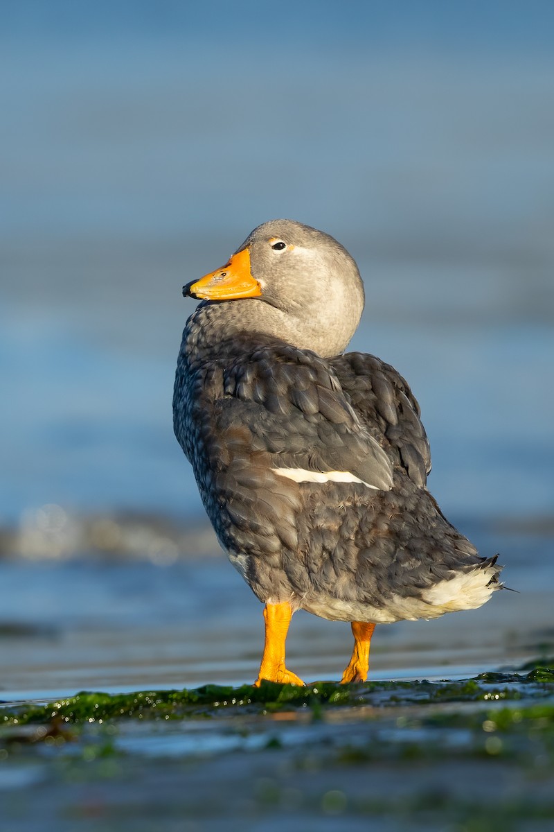 kachyně parníková [nepopsaná forma] - ML629533964