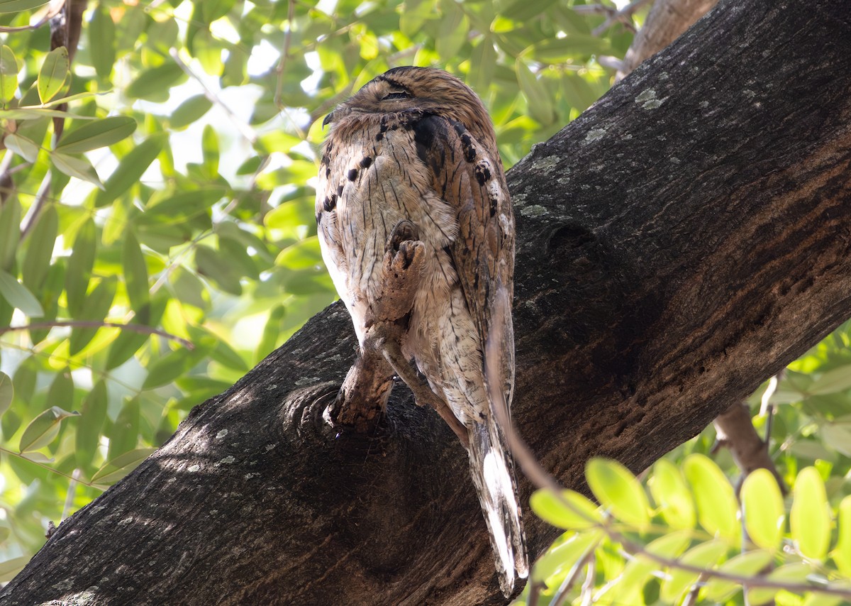 Northern Potoo - ML629534195