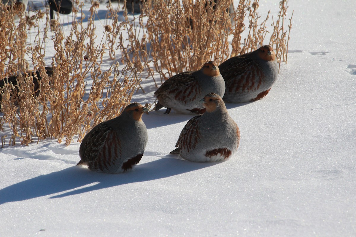 Perdrix grise - ML629534212