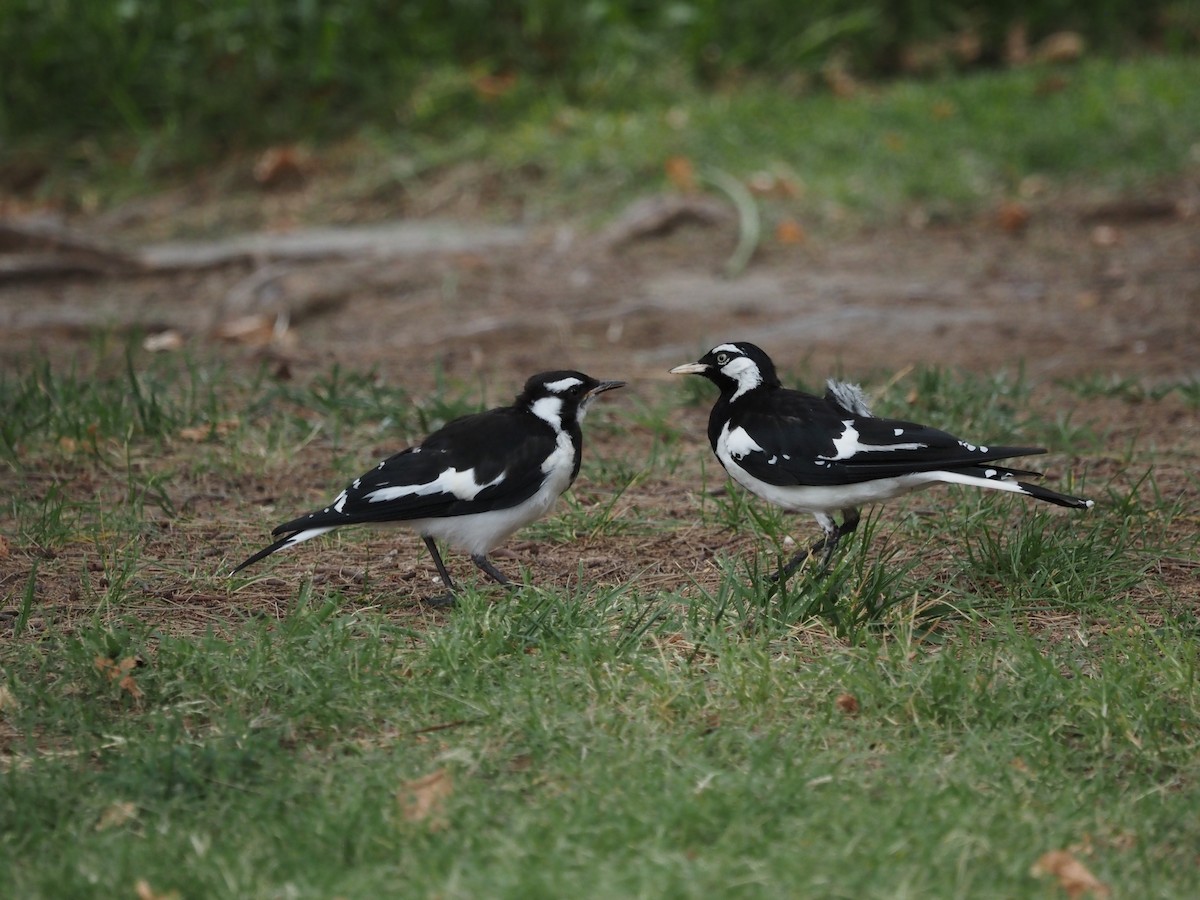 Magpie-lark - ML629534287