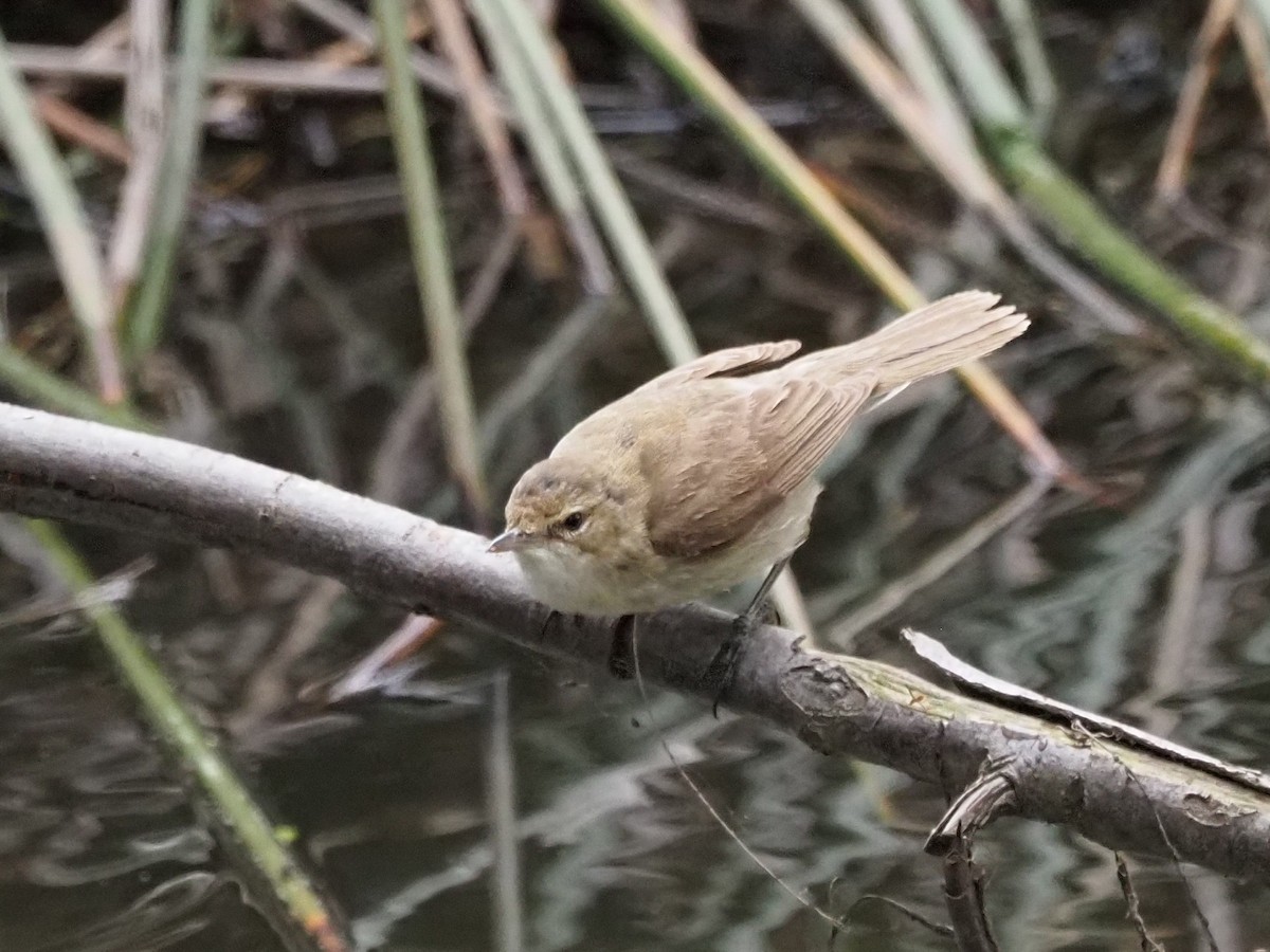 Australian Reed Warbler - ML629534322