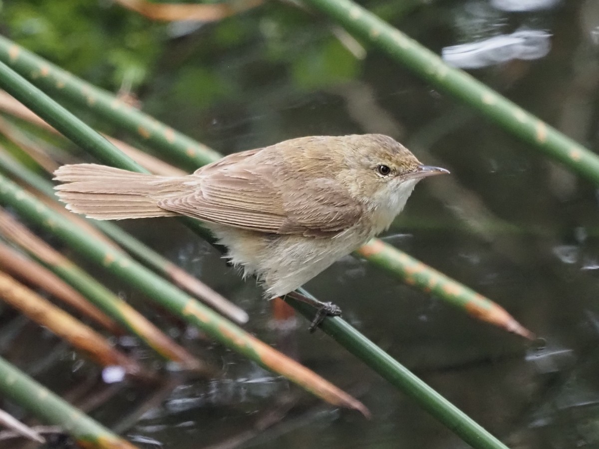 Australian Reed Warbler - ML629534323
