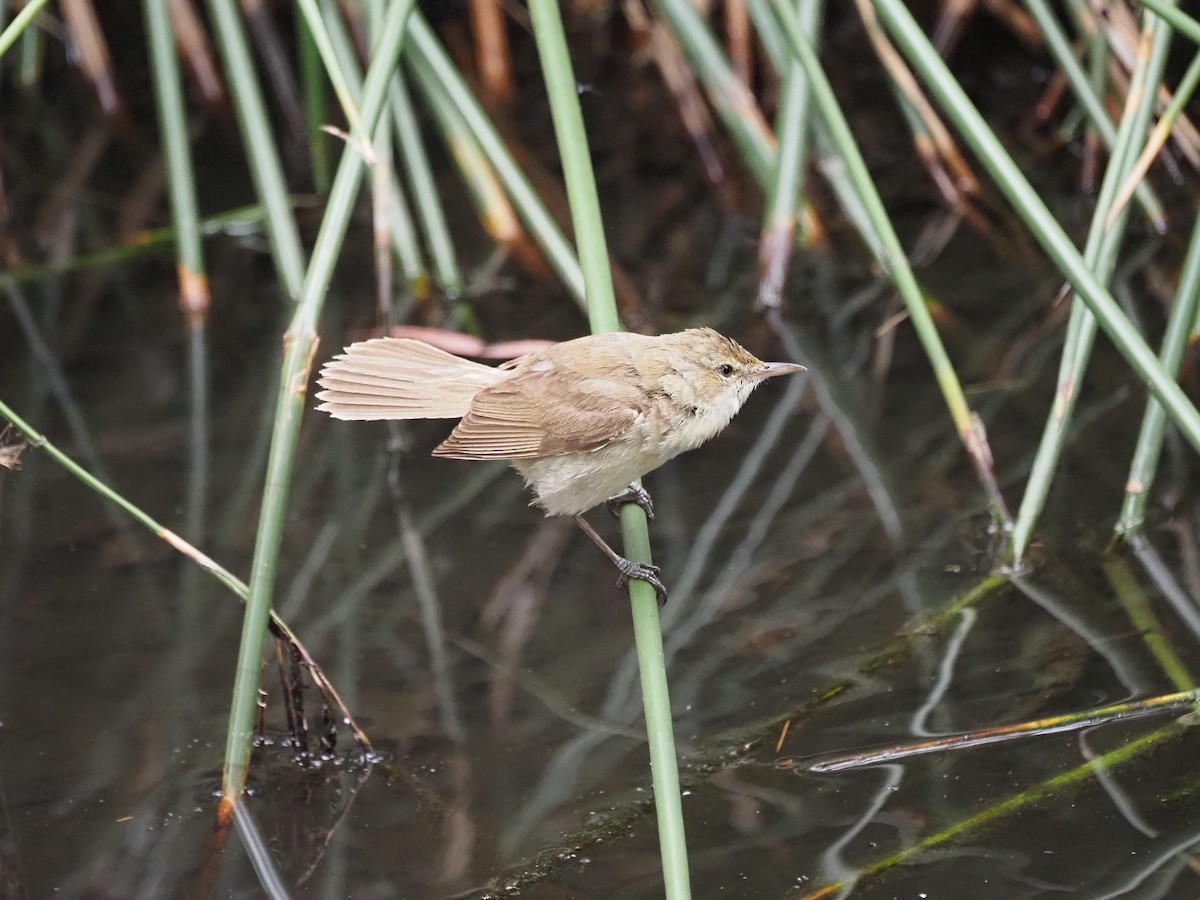 Australian Reed Warbler - ML629534324