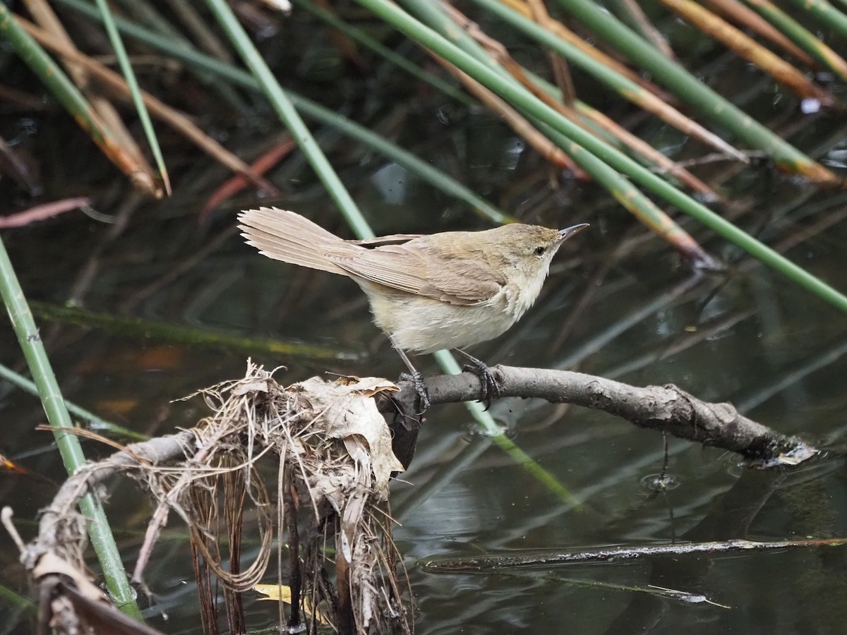 Australian Reed Warbler - ML629534325