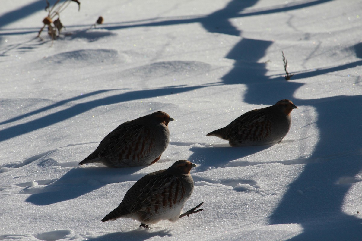 Perdrix grise - ML629534358