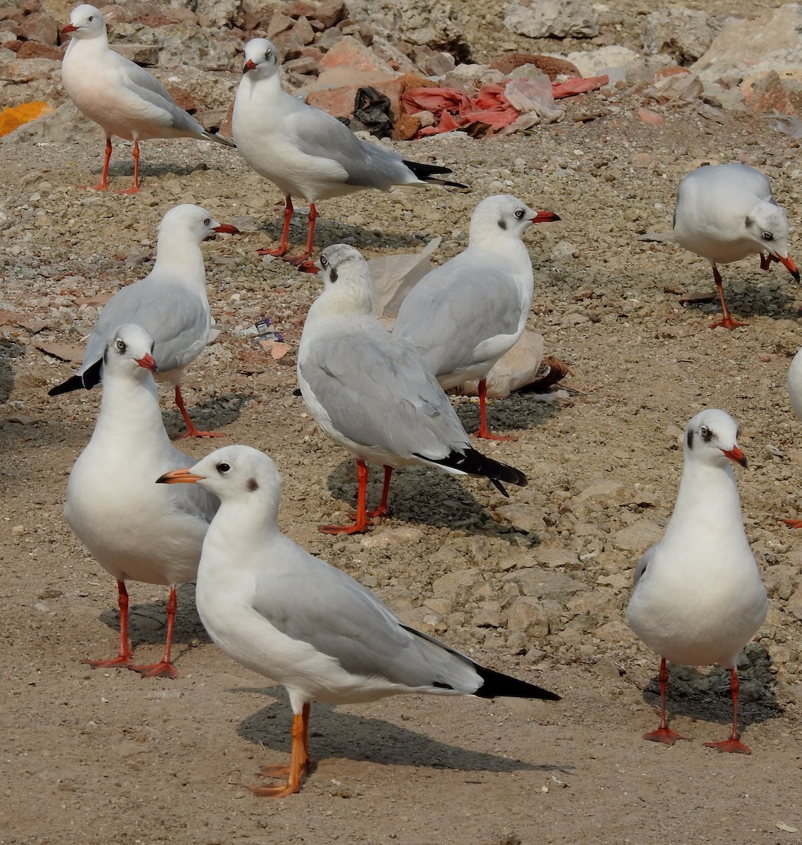 Буроголовая чайка - ML629534659