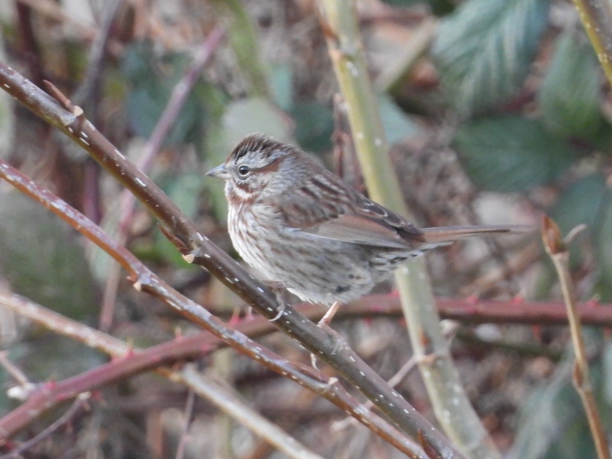 Song Sparrow (montana/merrilli) - ML629534717