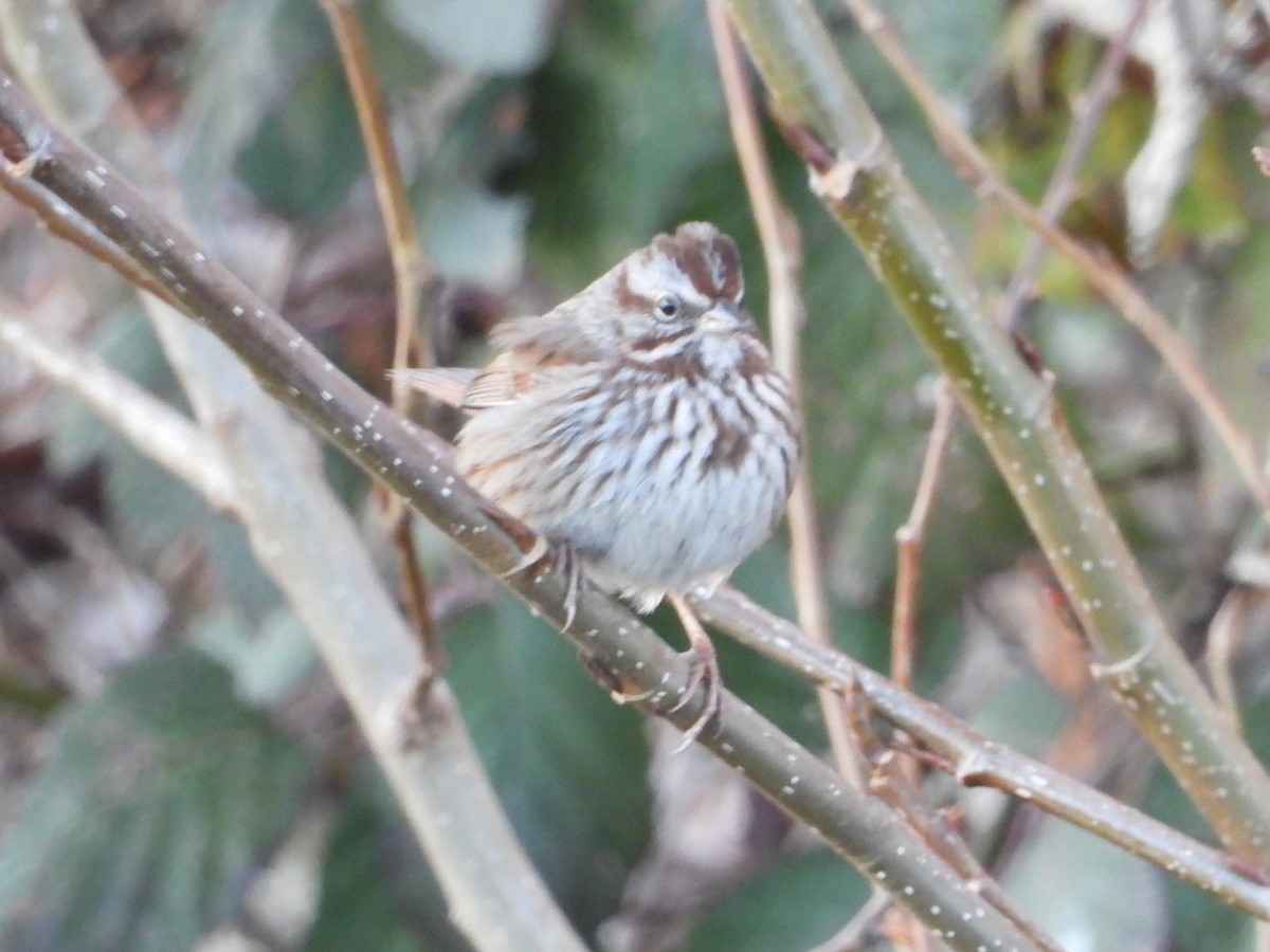 Song Sparrow (montana/merrilli) - ML629534718