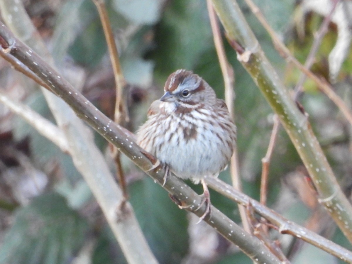 Song Sparrow (montana/merrilli) - ML629534719