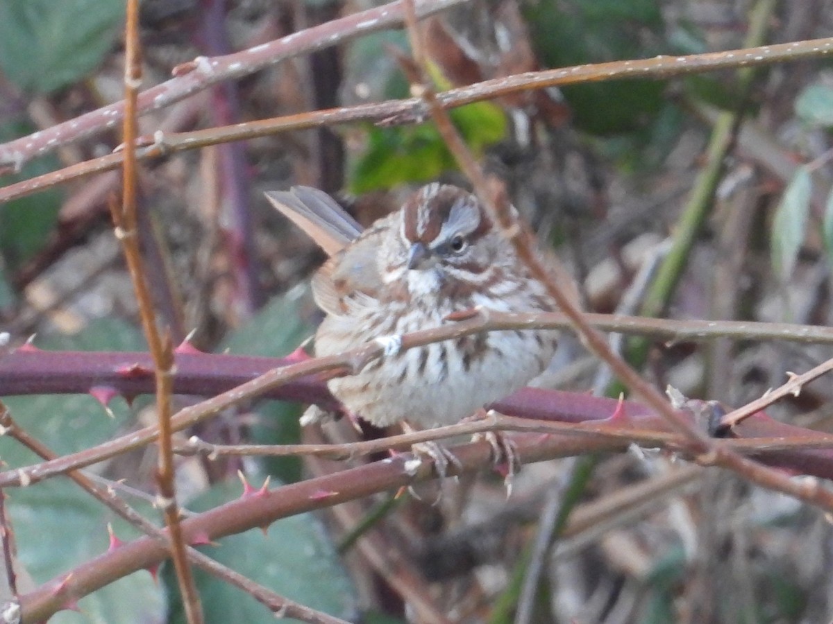 Song Sparrow (montana/merrilli) - ML629534720