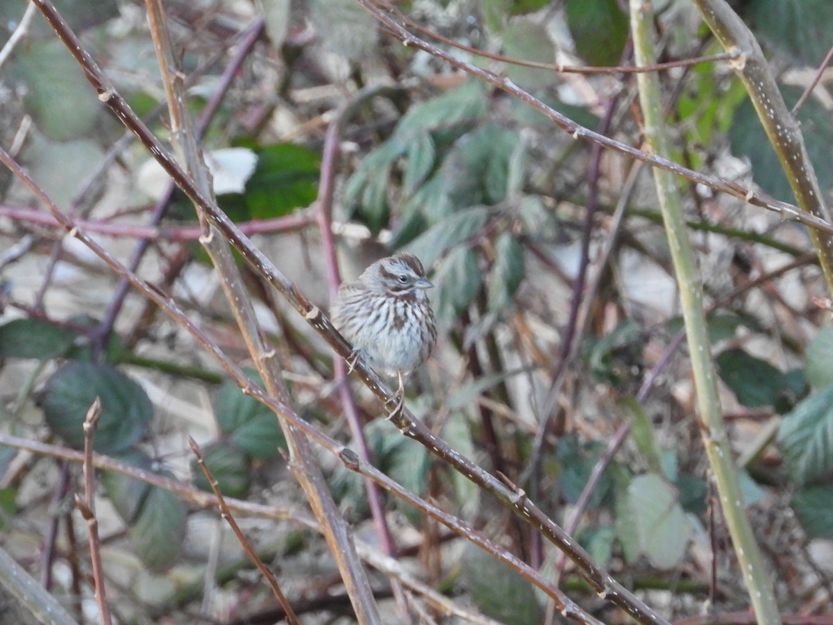 Song Sparrow (montana/merrilli) - ML629534721