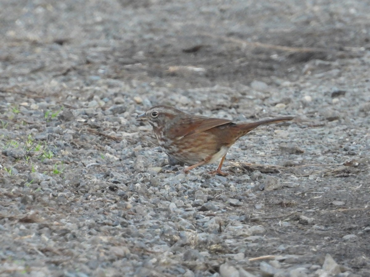 Song Sparrow (rufina Group) - ML629534745