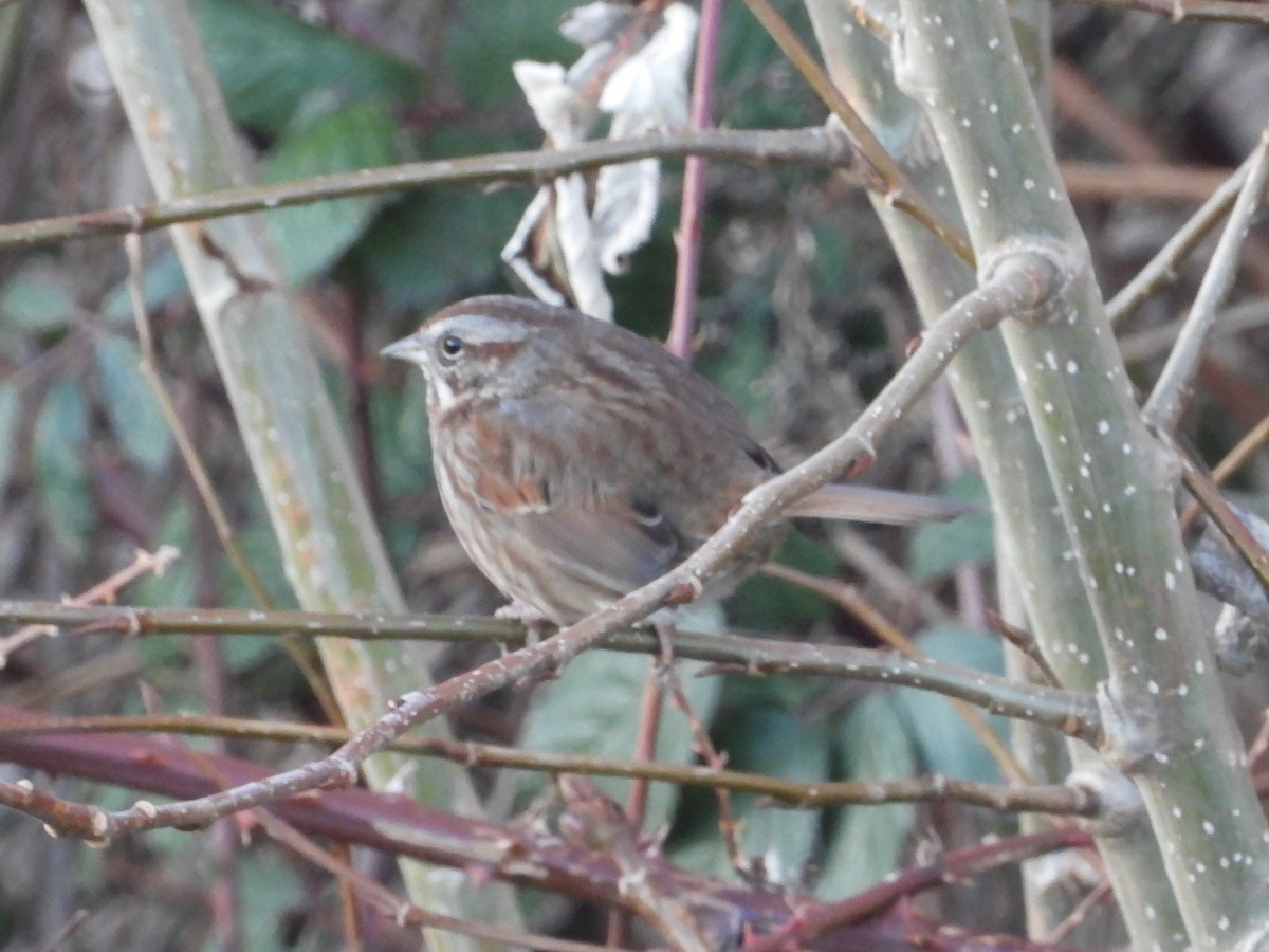 Song Sparrow (rufina Group) - ML629534746