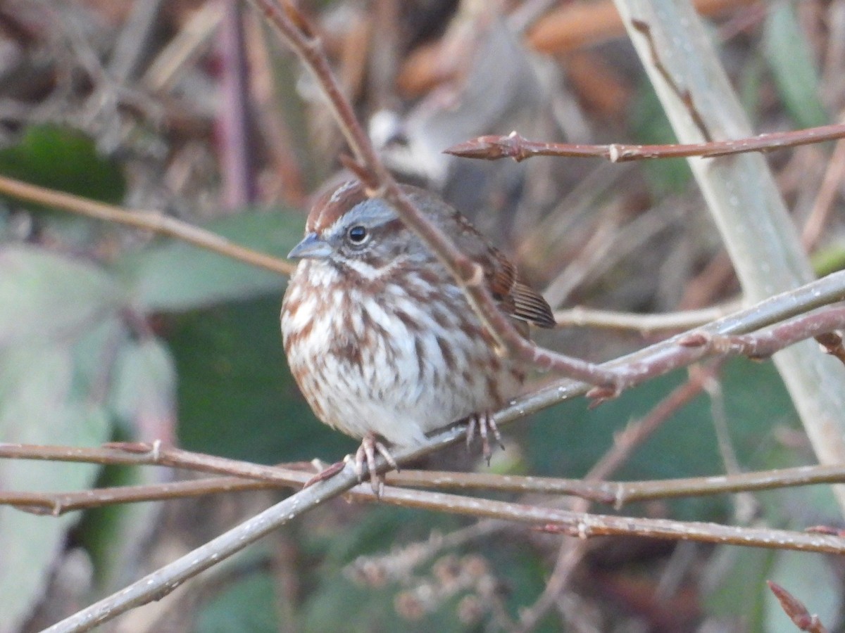 Song Sparrow (rufina Group) - ML629534747