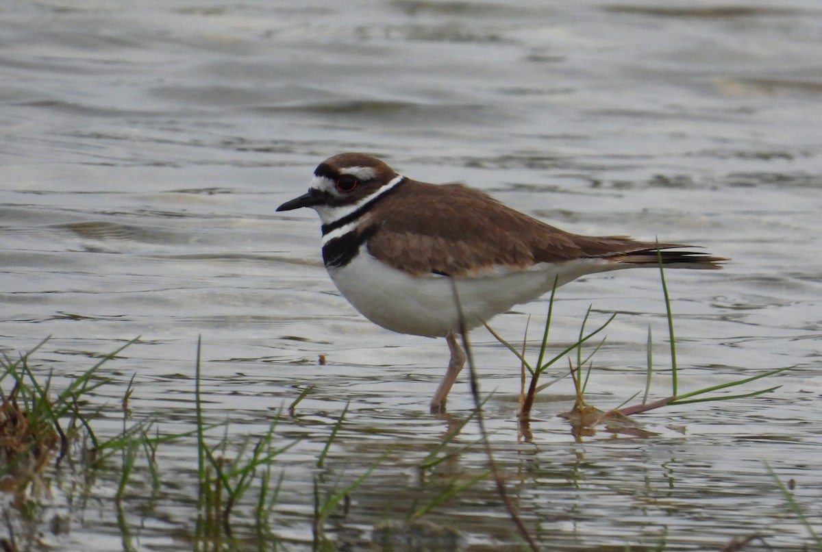Killdeer - ML629535117
