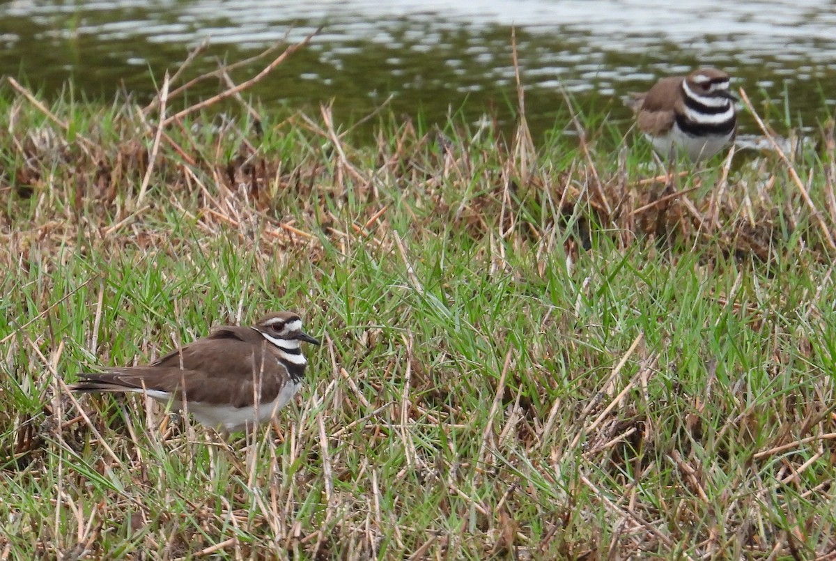 Killdeer - ML629535118