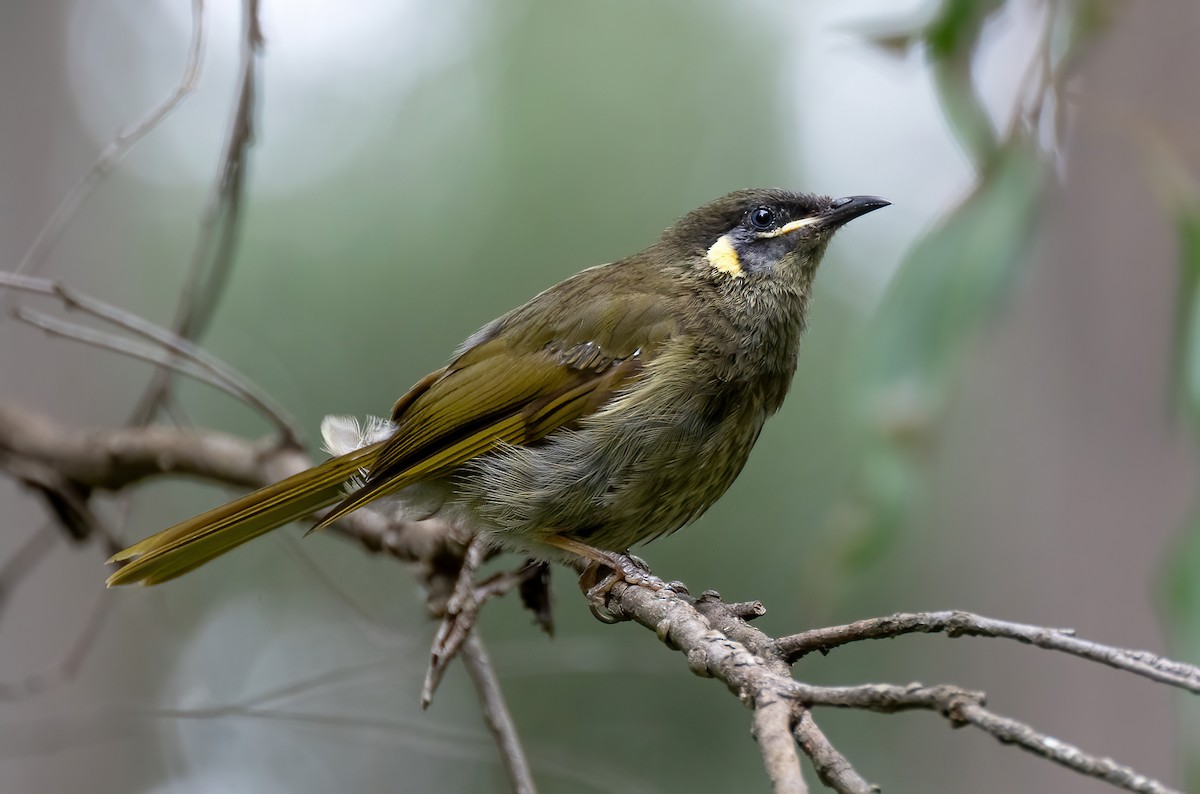 Lewin's Honeyeater - ML629535626