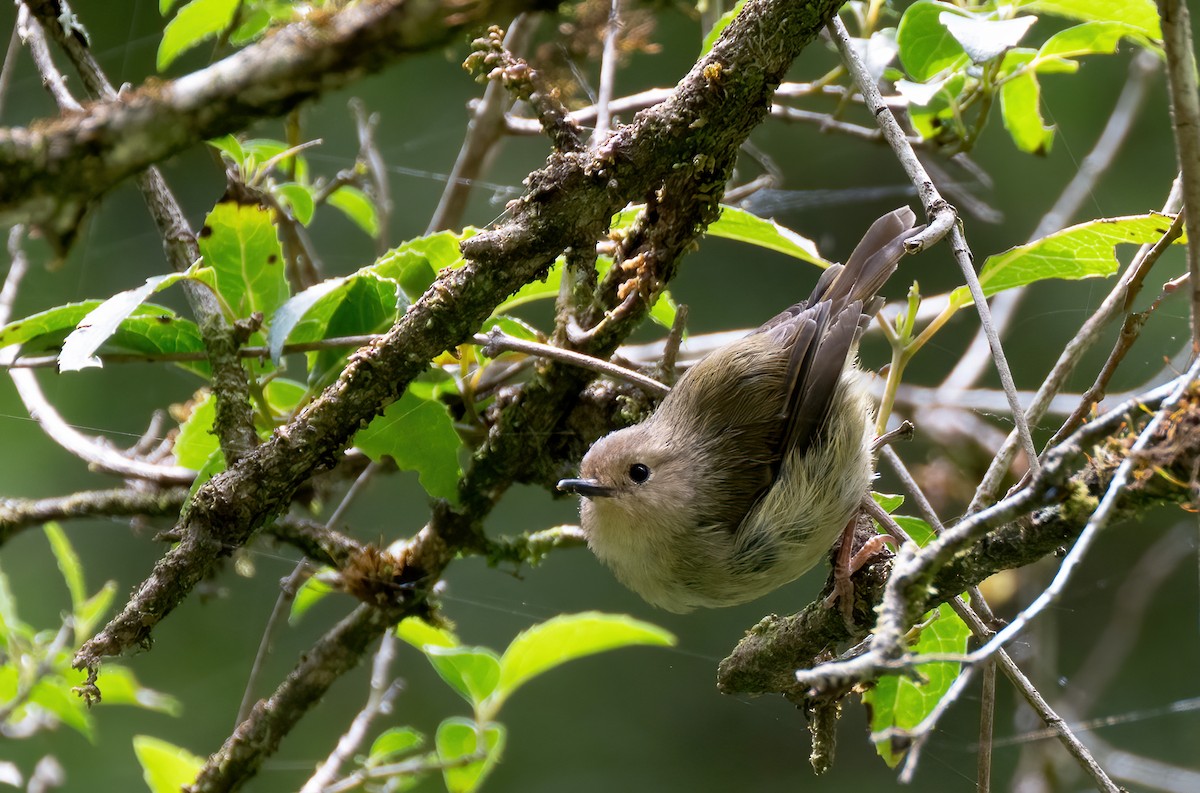 Large-billed Scrubwren - ML629535635