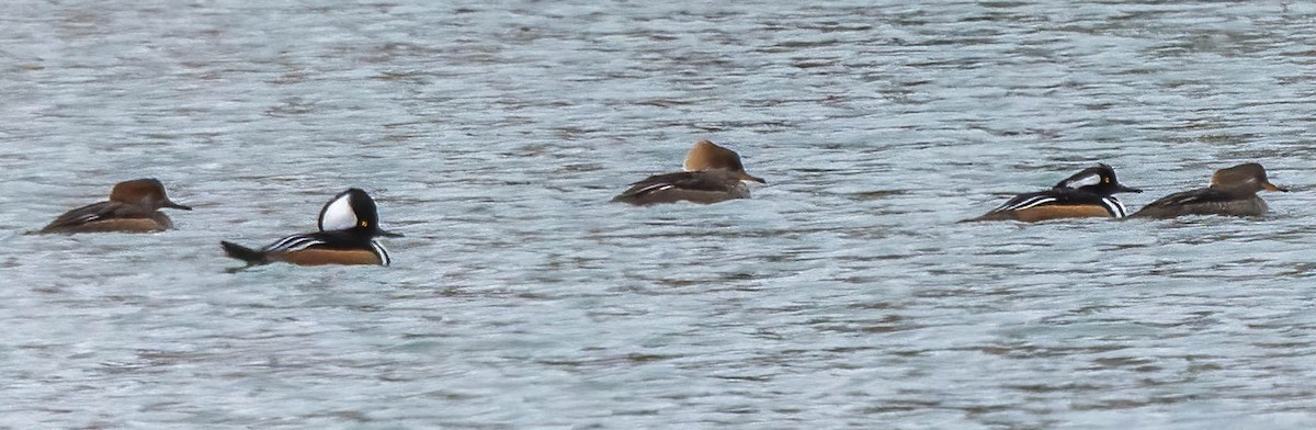 Zerra buruhandia - ML629535645