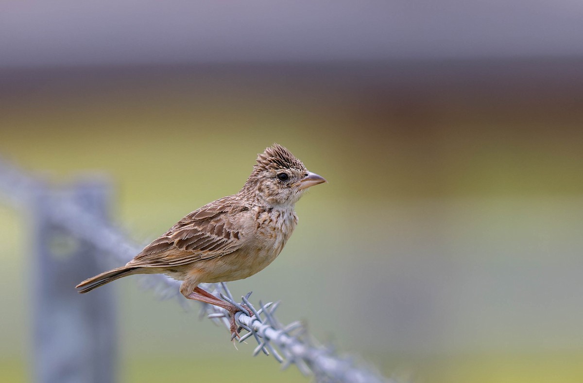 Singing Bushlark - ML629535669