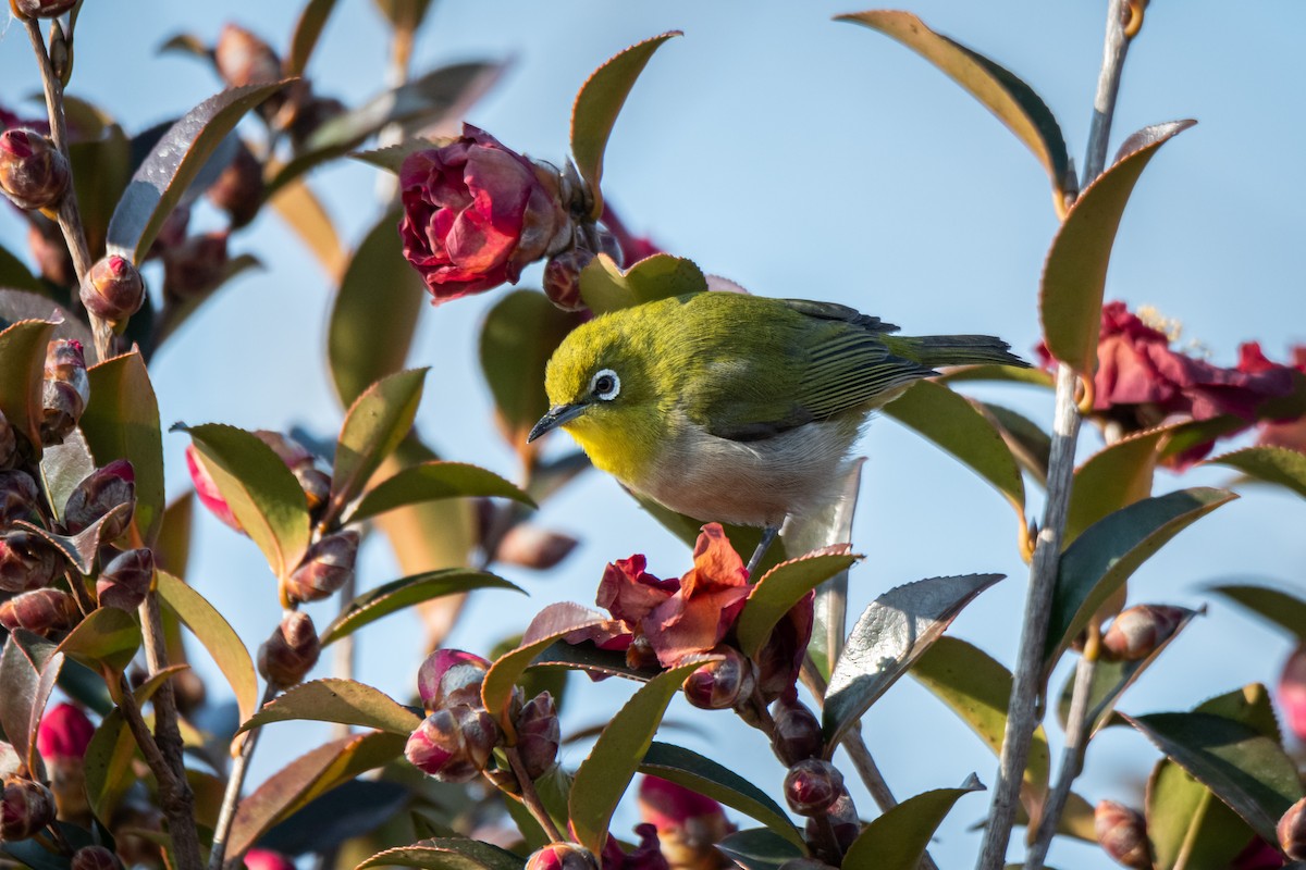 Warbling White-eye - ML629535709