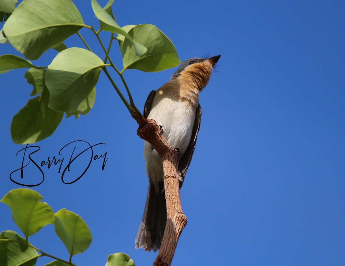 Leaden Flycatcher - ML629535781