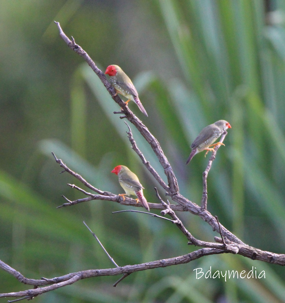 Star Finch - ML629535821