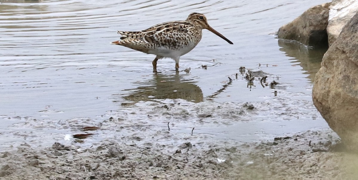 Latham's Snipe - ML629536143