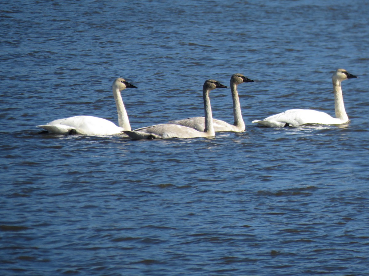Cisne Trompetero - ML629536223