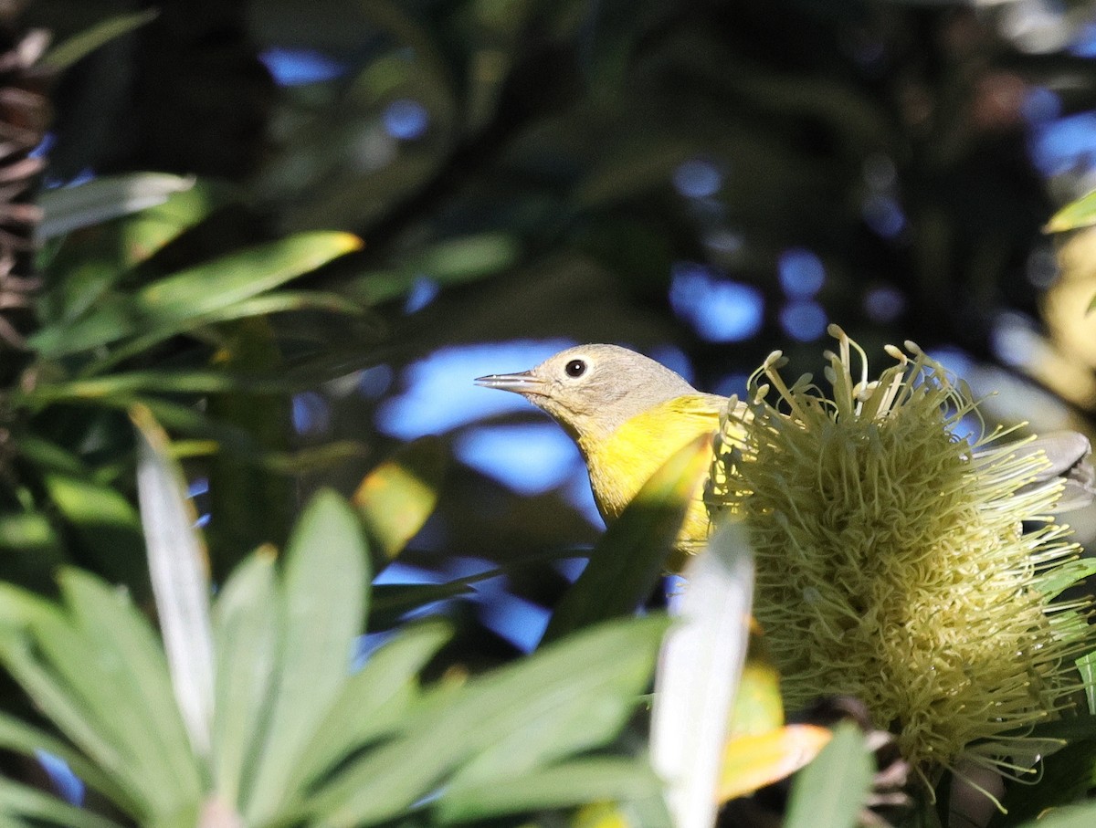 Nashville Warbler - ML629536297