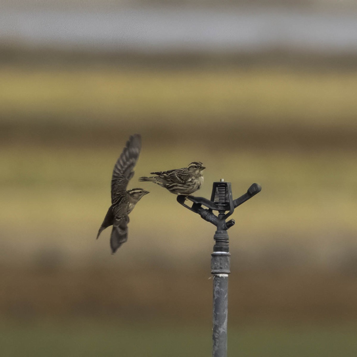 Хадны бор шувуу - ML629536537