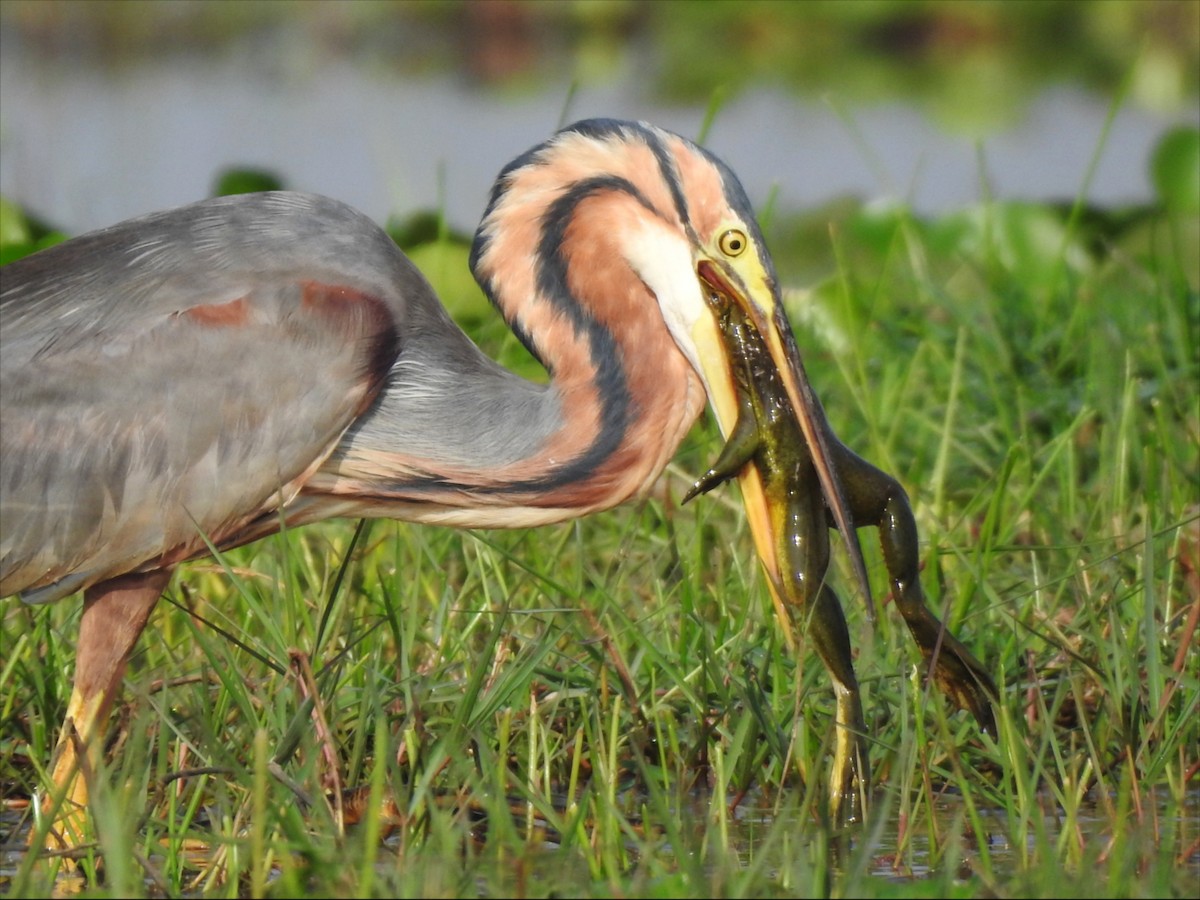 Purple Heron - ML629536685