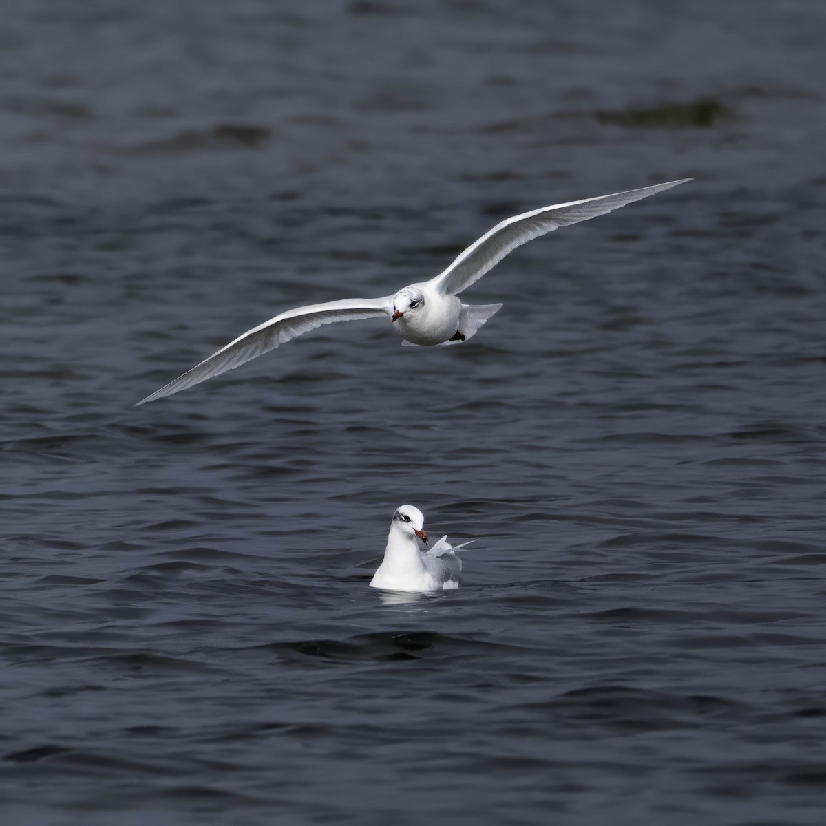 Mediterranean Gull - ML629536702