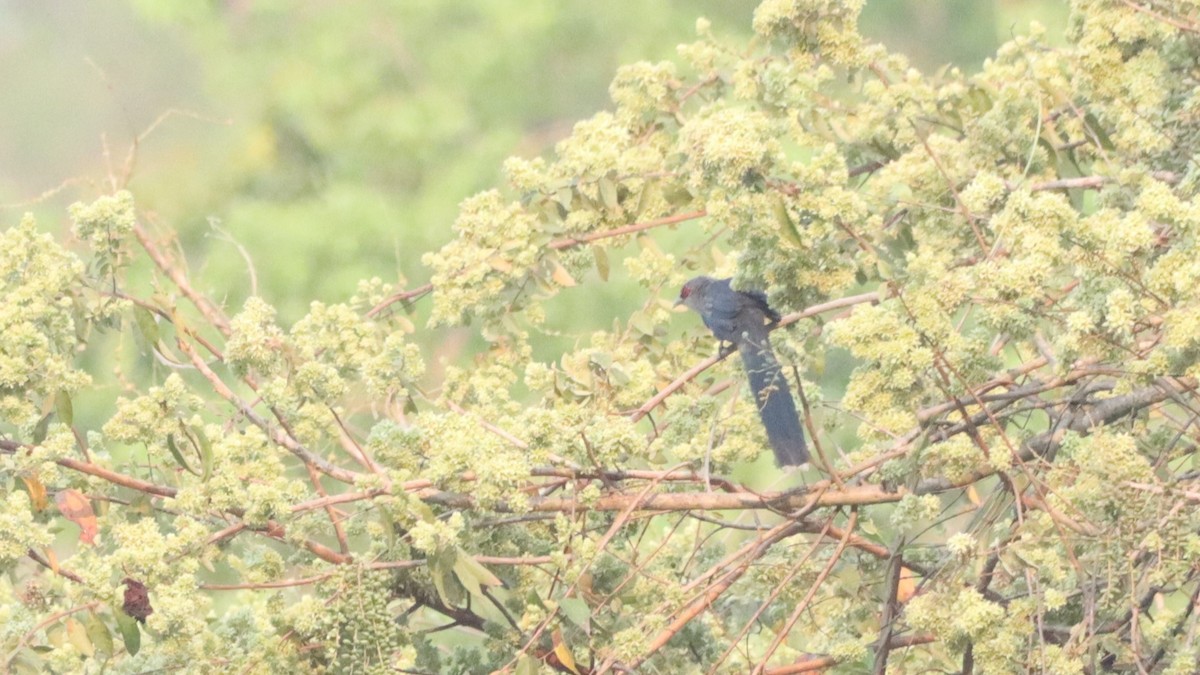 Green-billed Malkoha - ML629536716