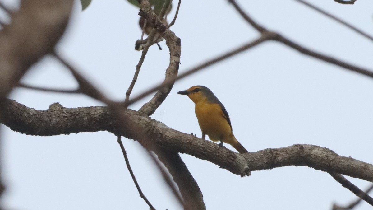Scharlachmennigvogel - ML629536770