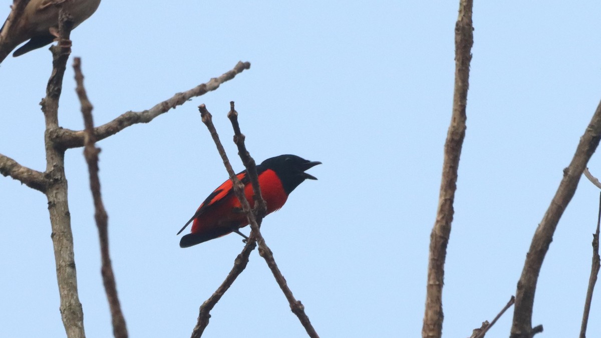 Scharlachmennigvogel - ML629536771
