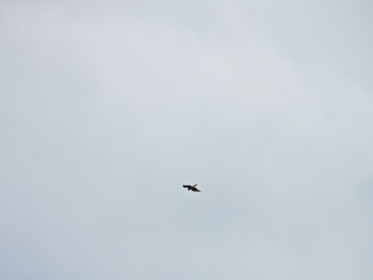 Snail Kite - ML629536803
