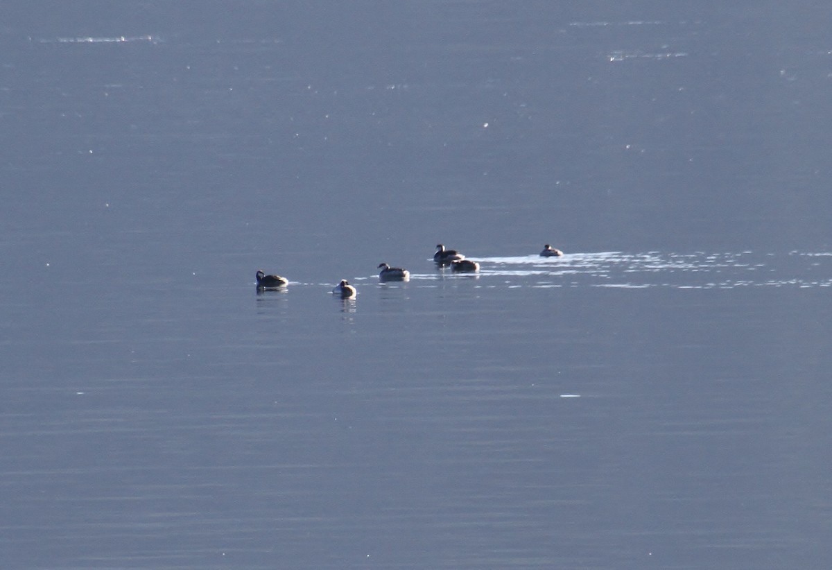 Horned Grebe - ML629536860