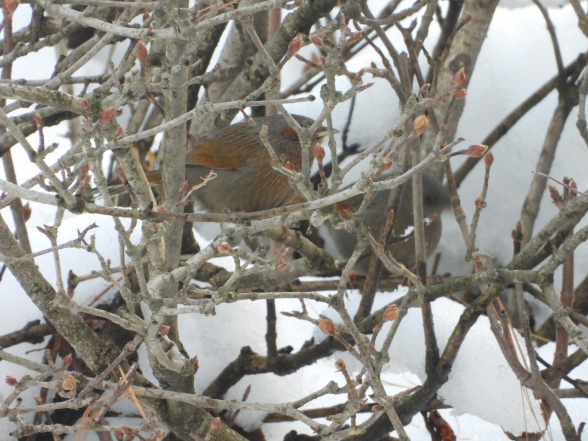Streaked Laughingthrush - ML629536861